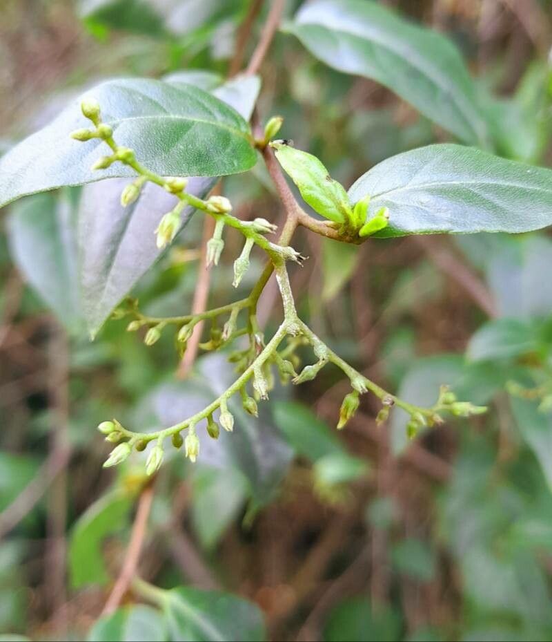 Chiococca alba flower