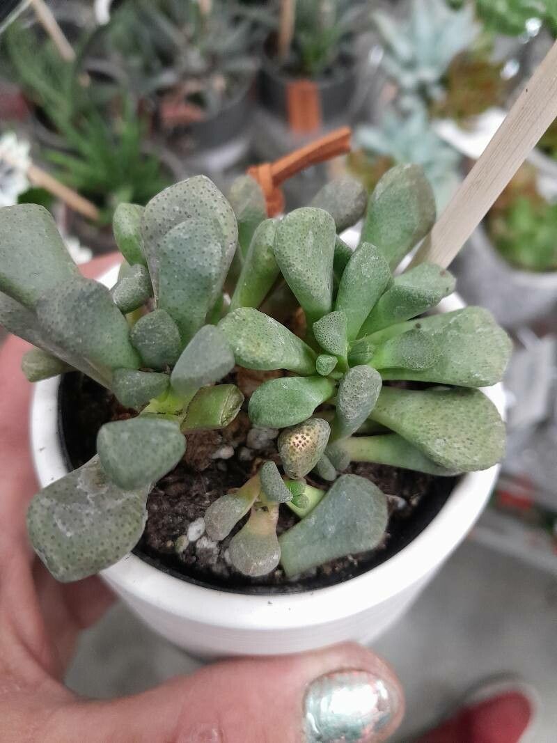 Aloinopsis schooneesii leaf