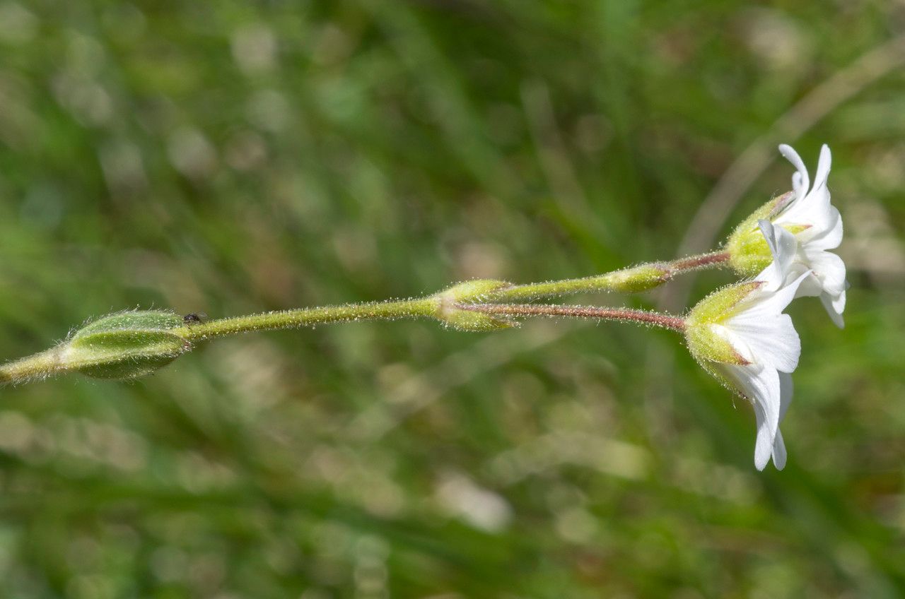 Cerastium alpinum bark