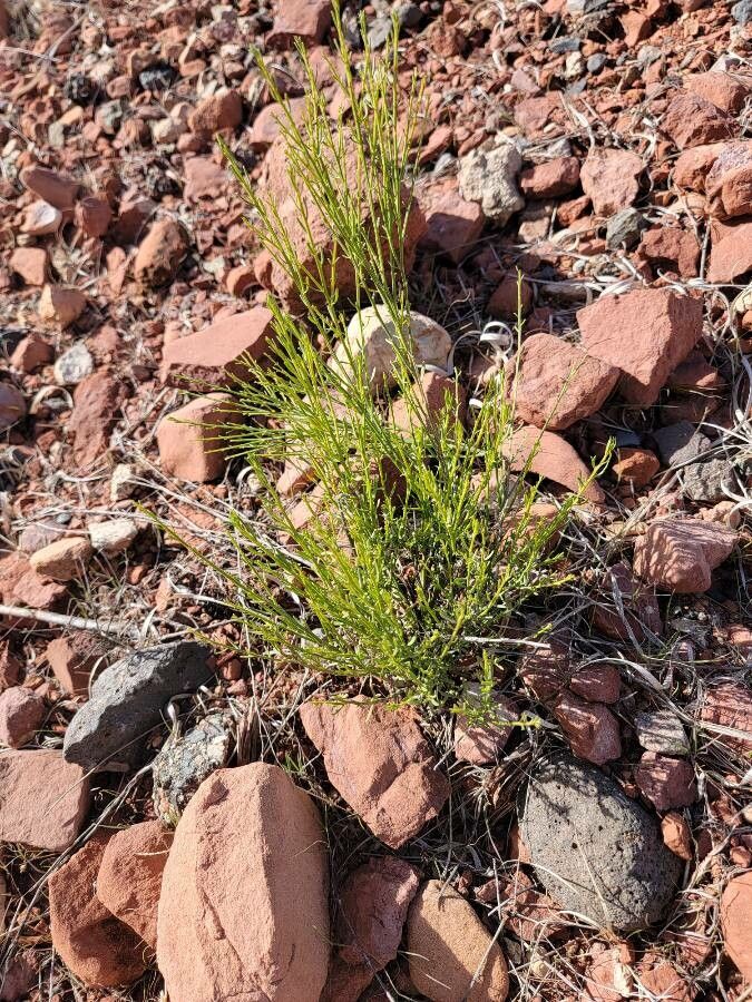 Baccharis sarothroides — search result for 'Baccharis'