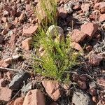Baccharis sarothroides