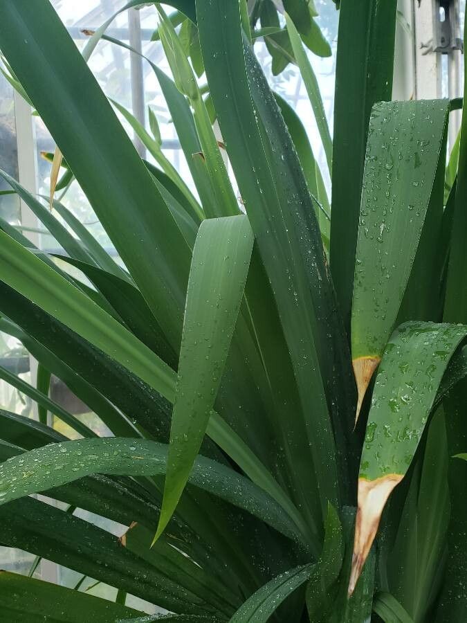 Neomarica caerulea leaf