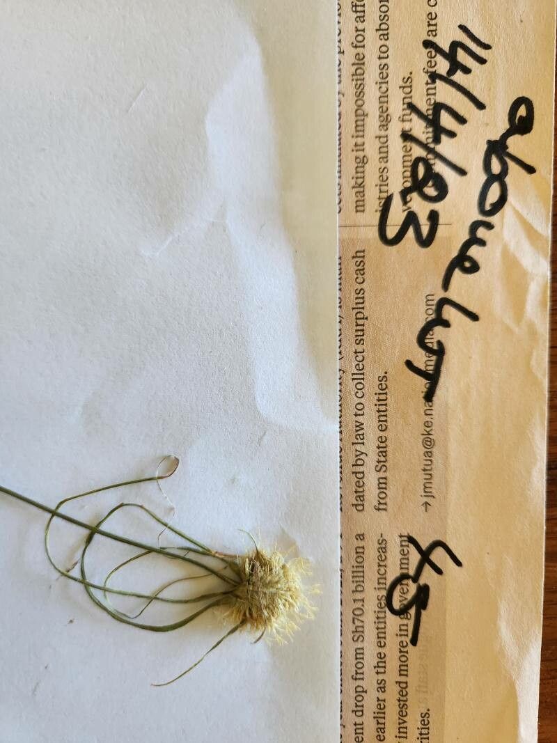 Cyperus mollipes flower