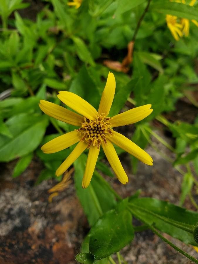 Arnica lanceolata flower