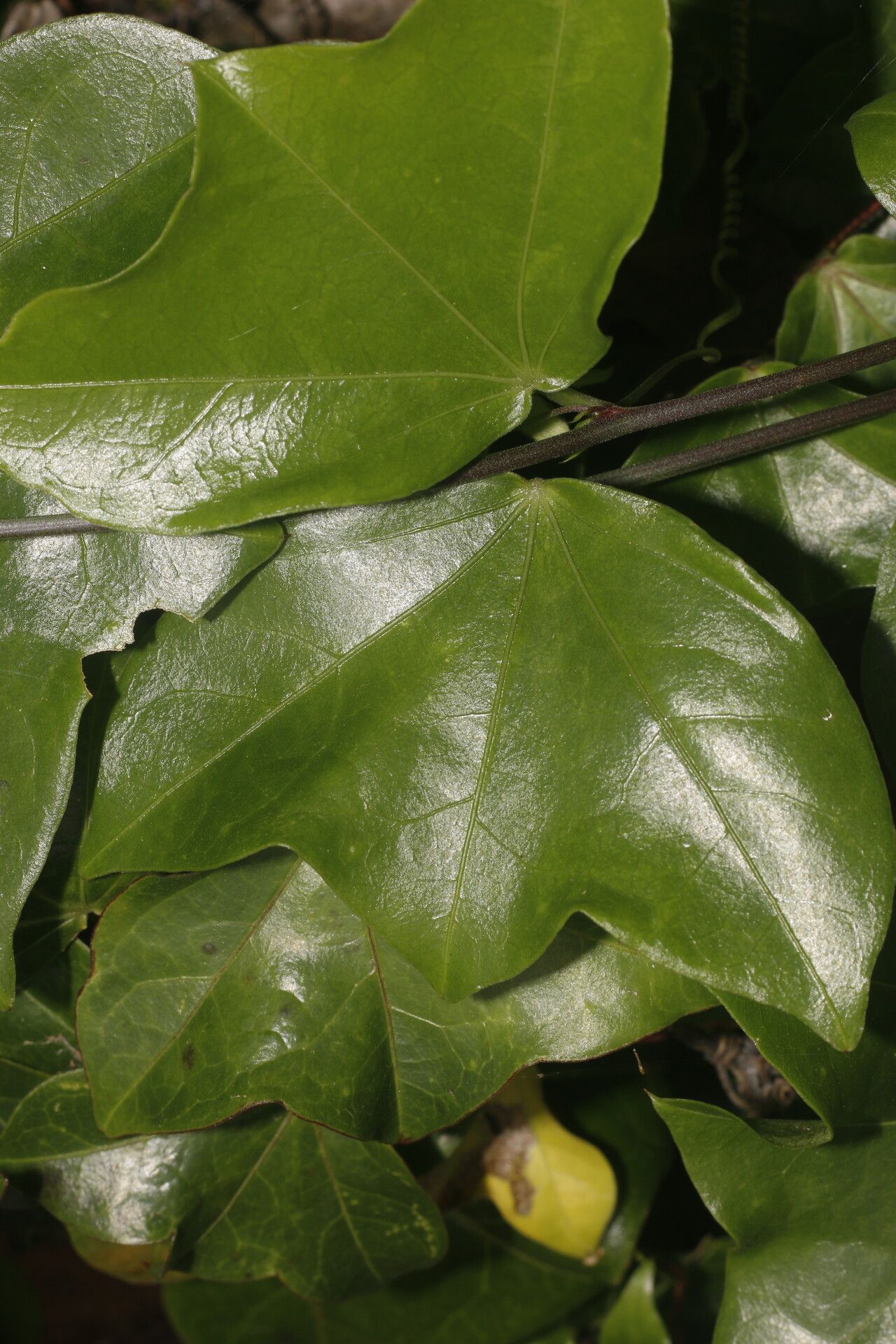 Passiflora obtusifolia leaf