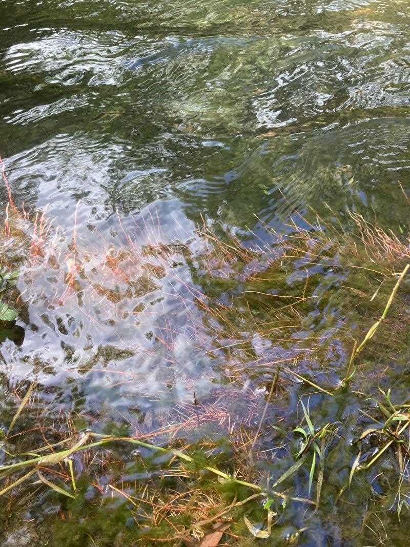 Myriophyllum alterniflorum habit