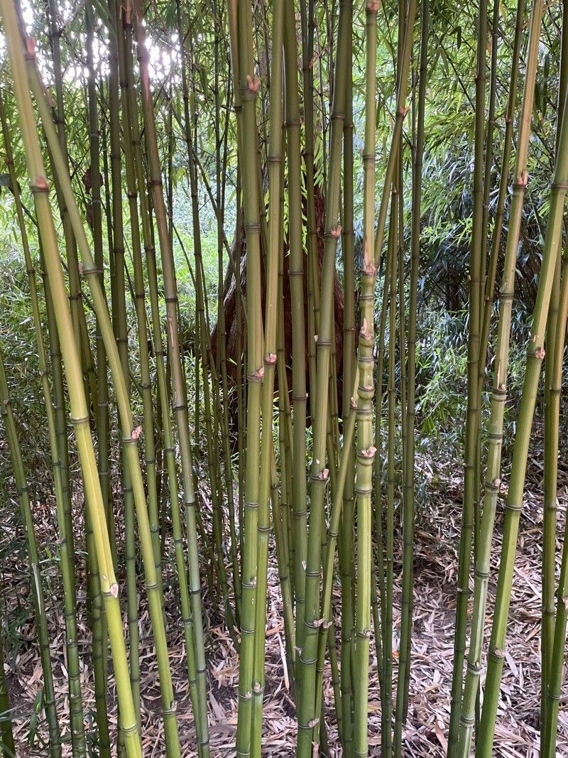 Arundinaria argenteostriata bark