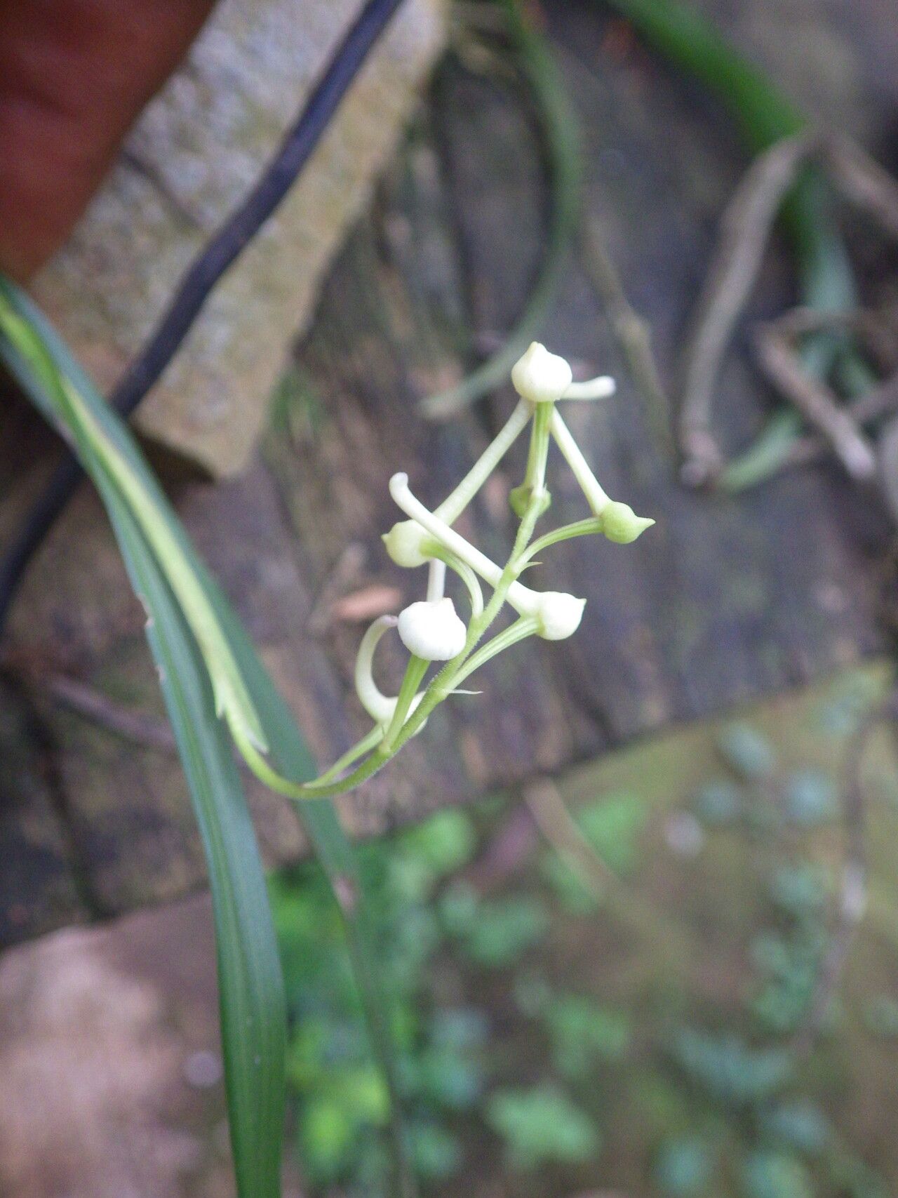 Polystachya anthoceros — houseplant care guide