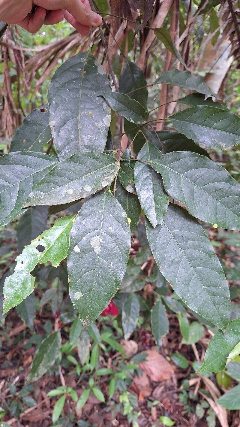Morisonia frondosa leaf