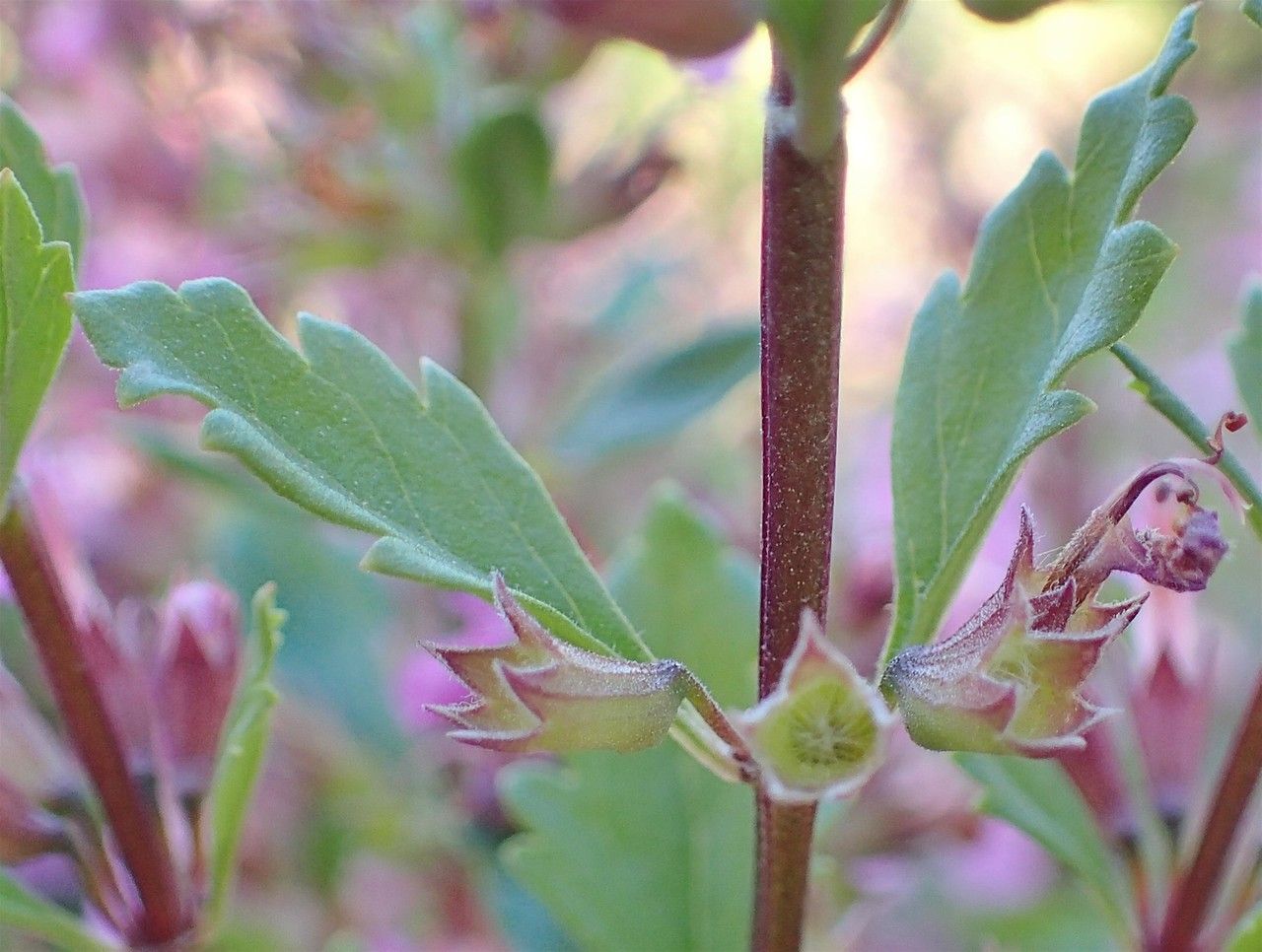 Teucrium lucidum bark