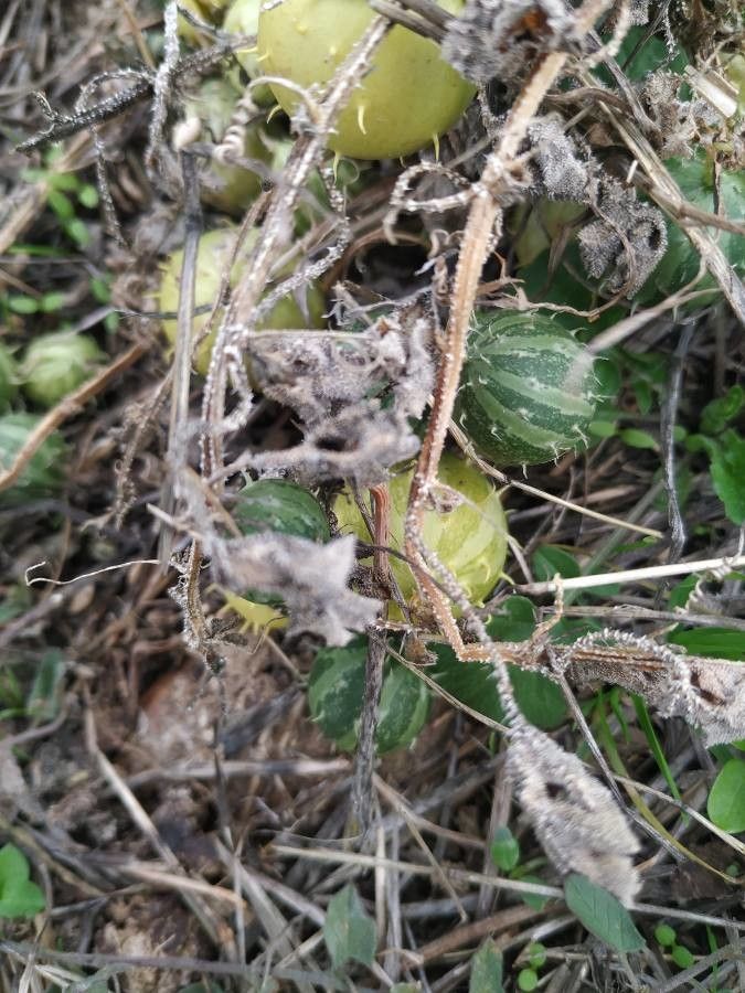 Cucumis myriocarpus — search result for 'Cucurbitaceae'