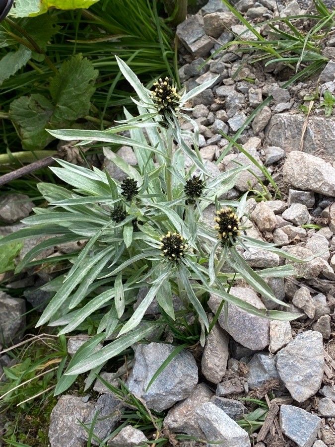 Gnaphalium norvegicum habit