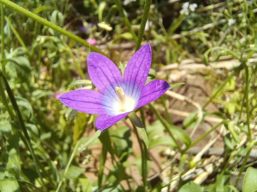 Campanula retrorsa flower