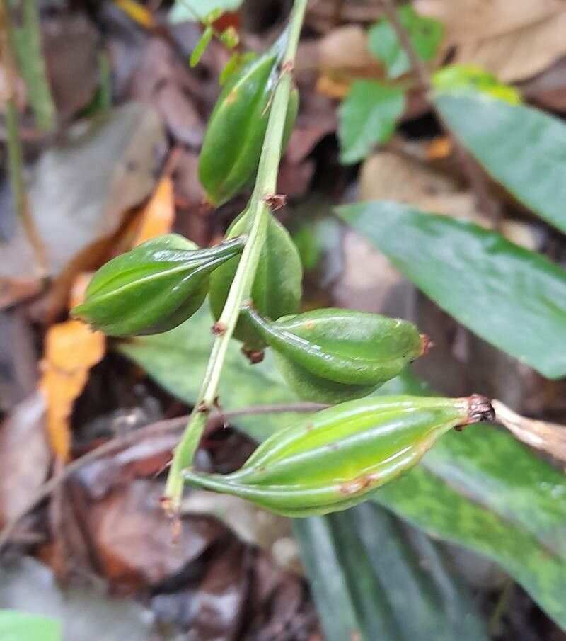 Eulophia maculata fruit