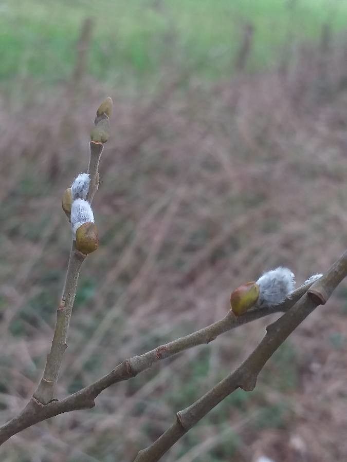 Salix x reichardtii flower