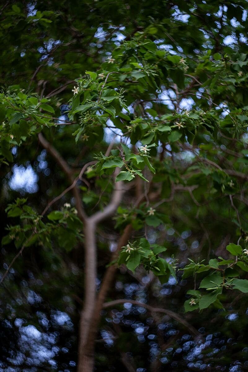 Wrightia pubescens — search result for 'Wrightia'