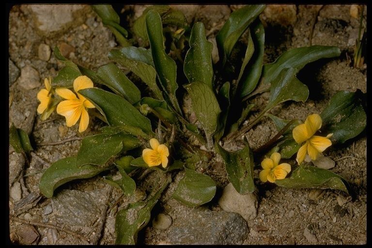 Viola bakeri habit