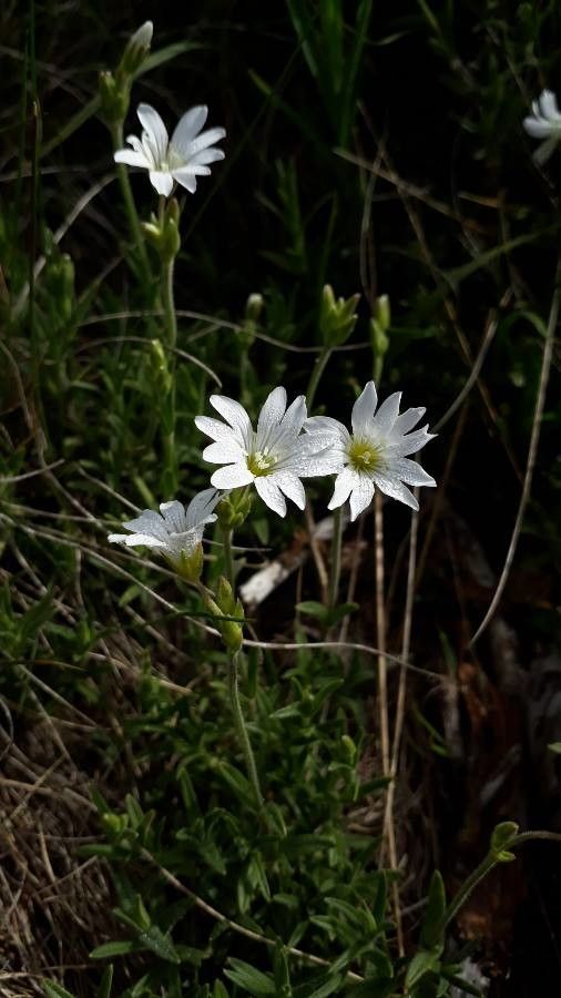Cerastium arvense fruit