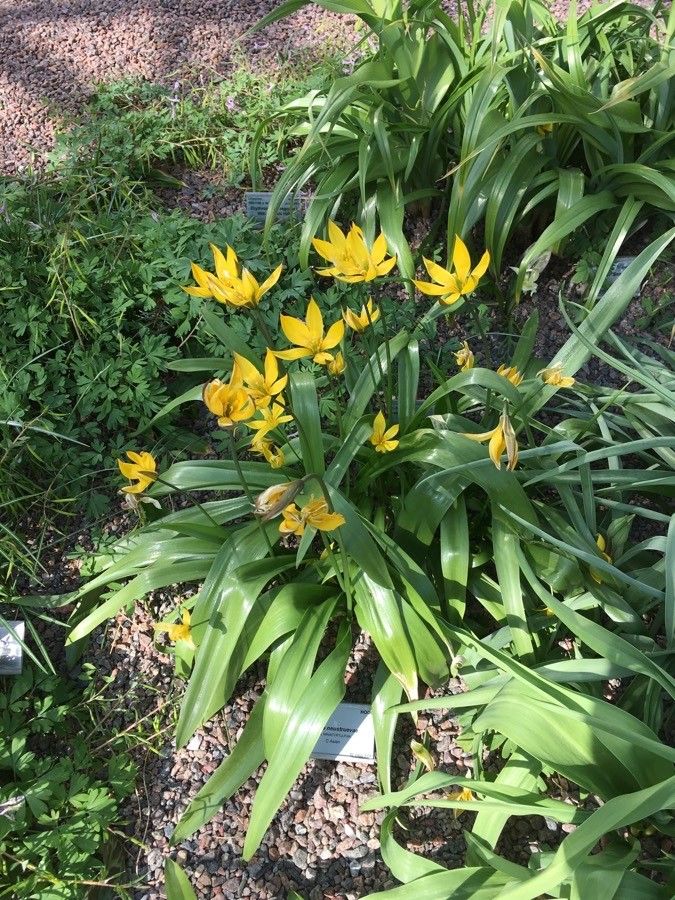 Tulipa dasystemon habit