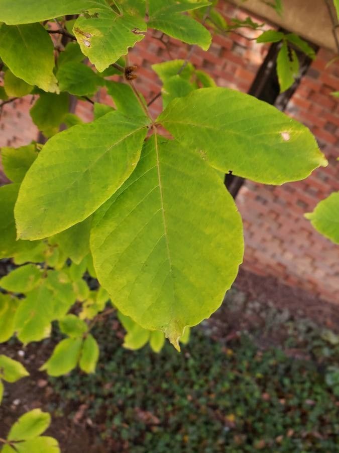Acer maximowiczianum leaf