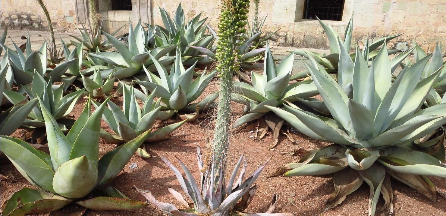 Agave utahensis leaf