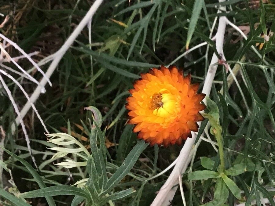 Rhodanthe condensata flower
