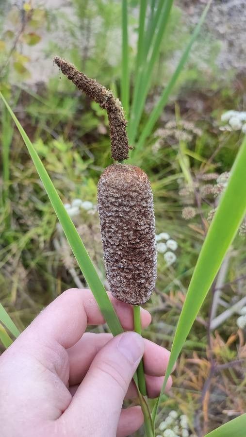 Typha incana flower