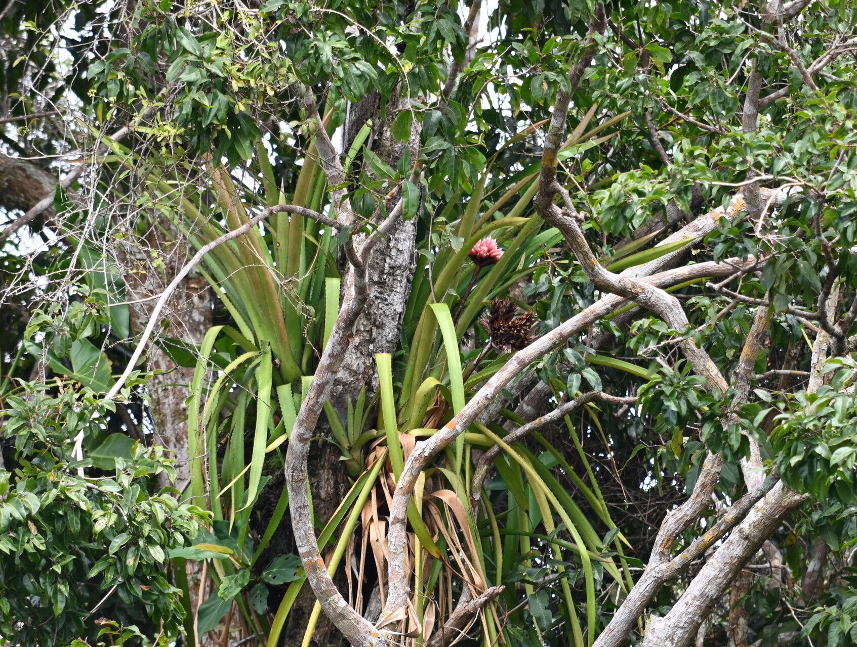 Aechmea rodriguesiana habit
