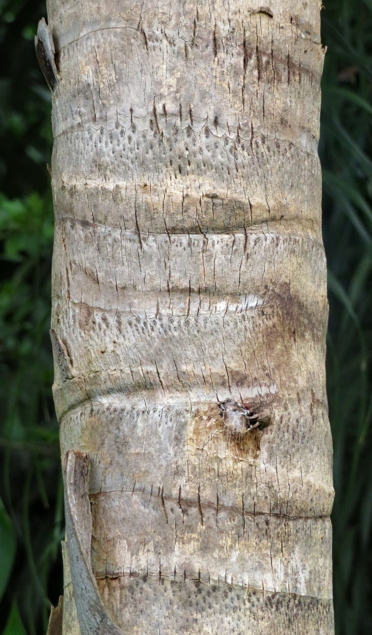 Syagrus cocoides bark