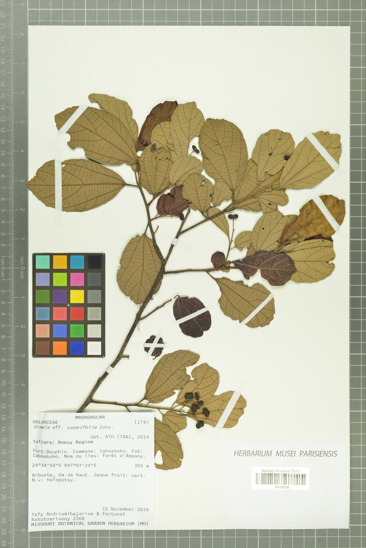 Grewia cuneifolia — houseplant care guide