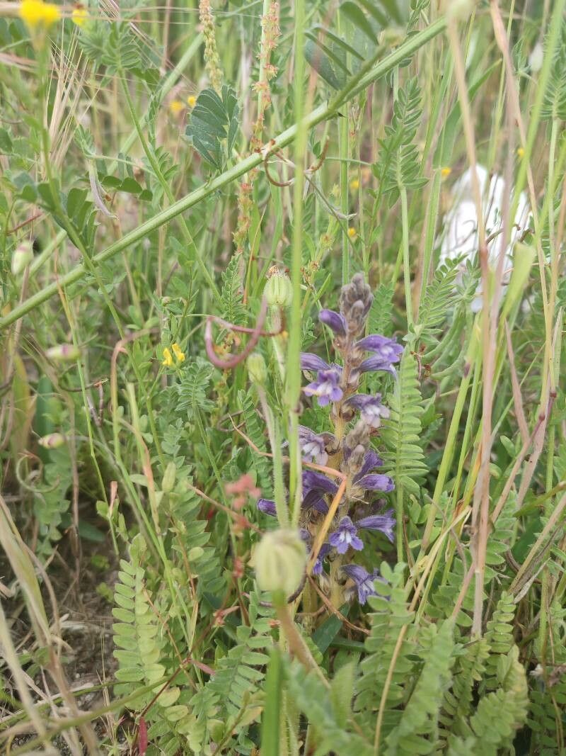 Phelipanche nana — houseplant care guide