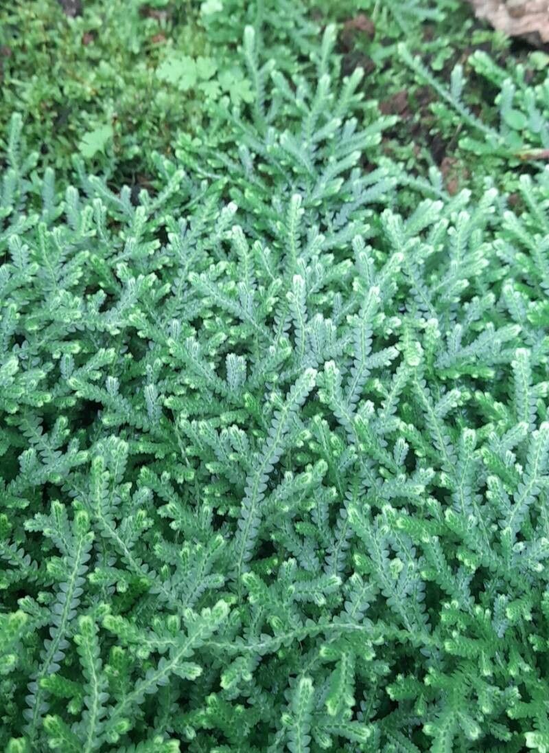 Selaginella serpens habit