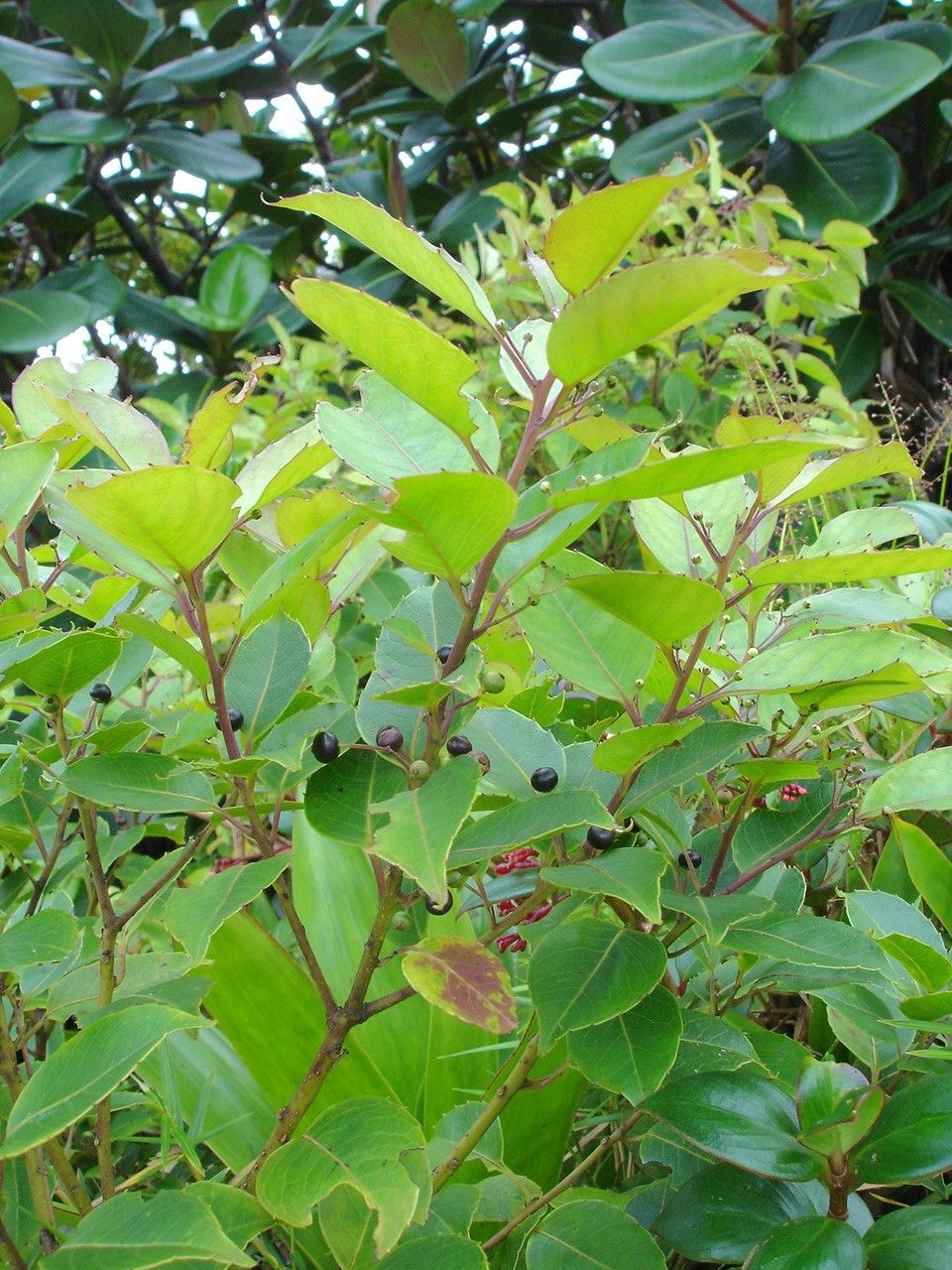 Ilex macfadyenii — search result for 'Ilex'