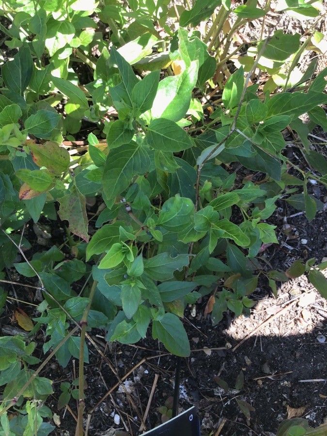 Oxybaphus nyctagineus leaf