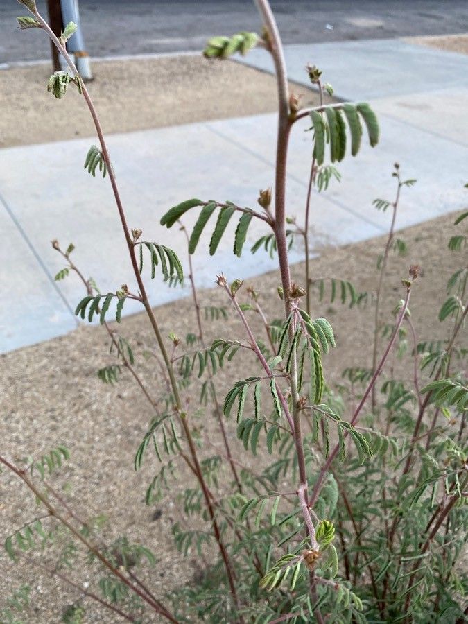 Desmanthus velutinus — related species from the same genus