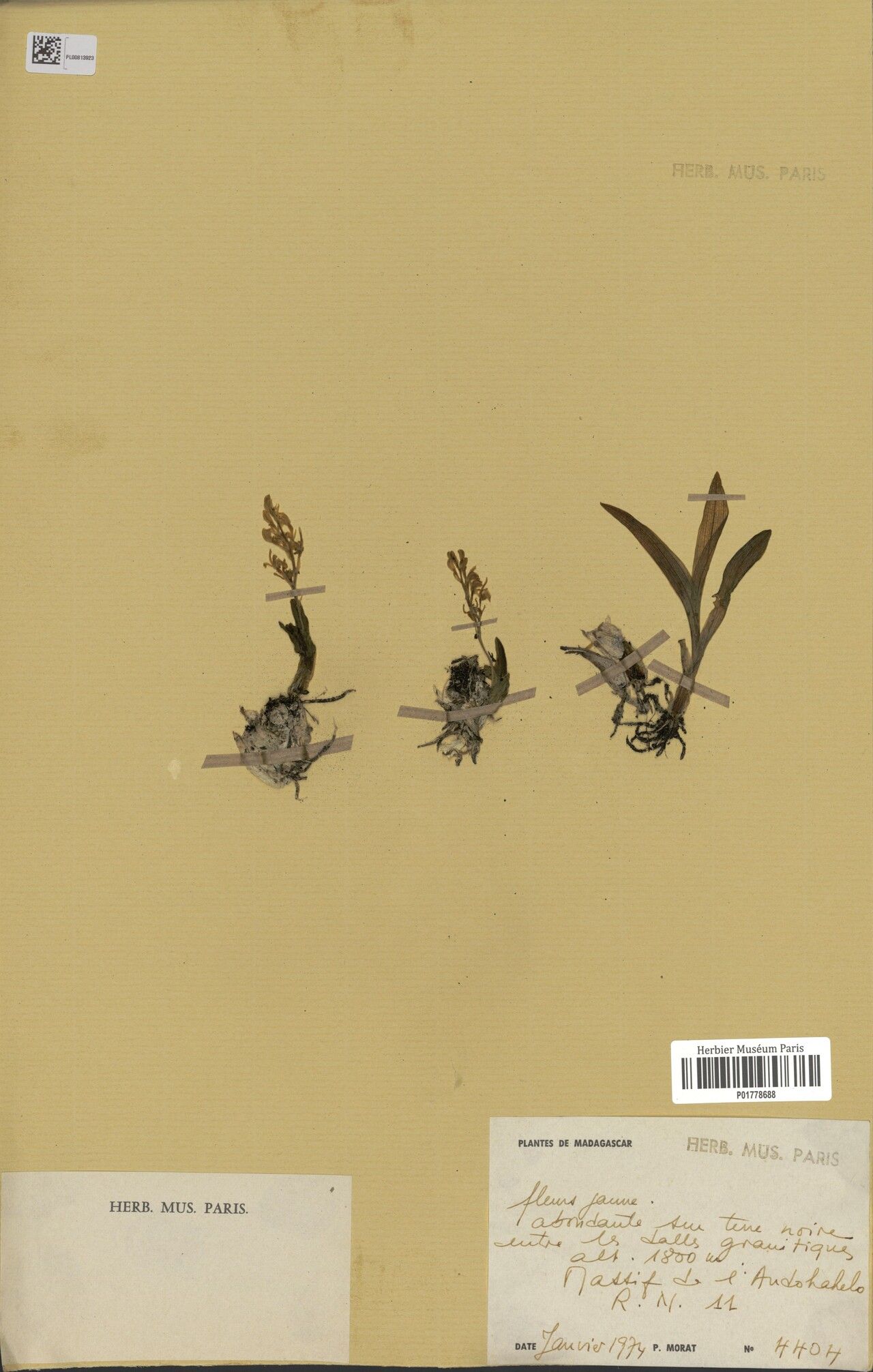 Liparis densa — houseplant care guide