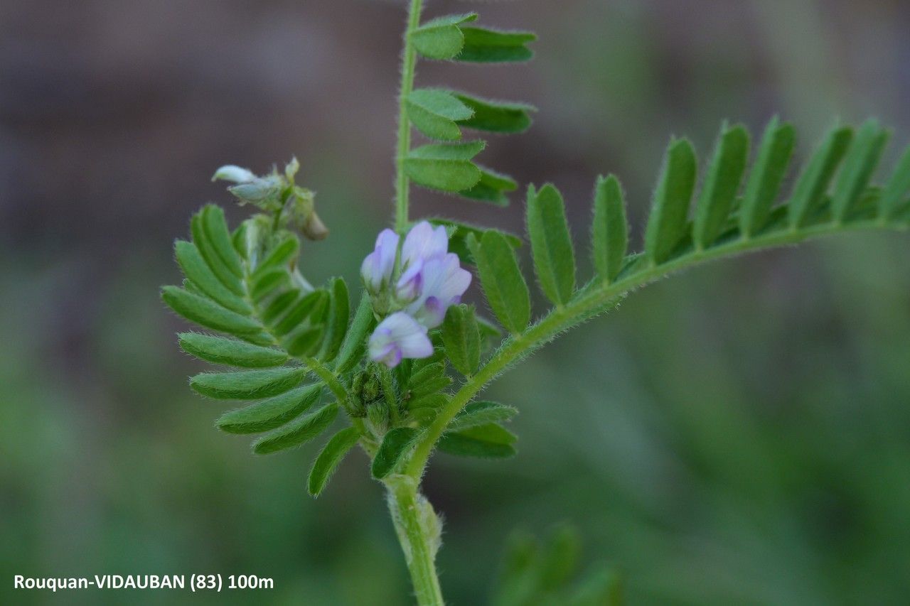 Biserrula pelecinus flower
