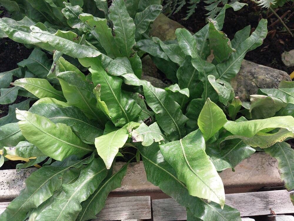 Microsorum membranaceum