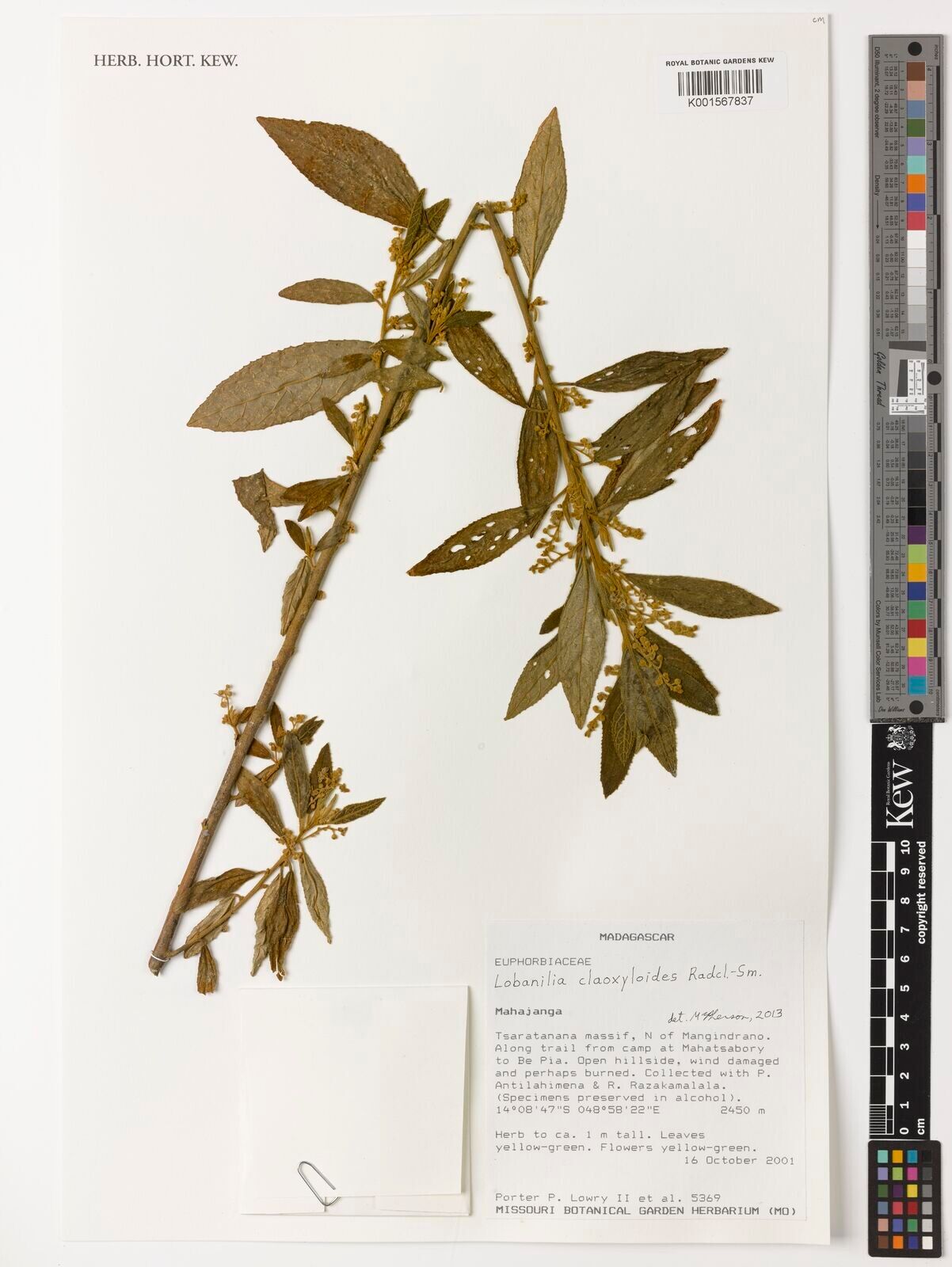 Lobanilia claoxyloides — related species from the same genus