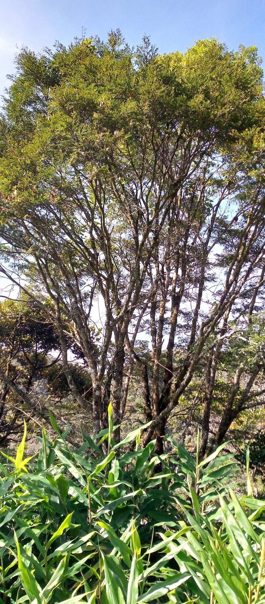 Dalbergia monticola habit