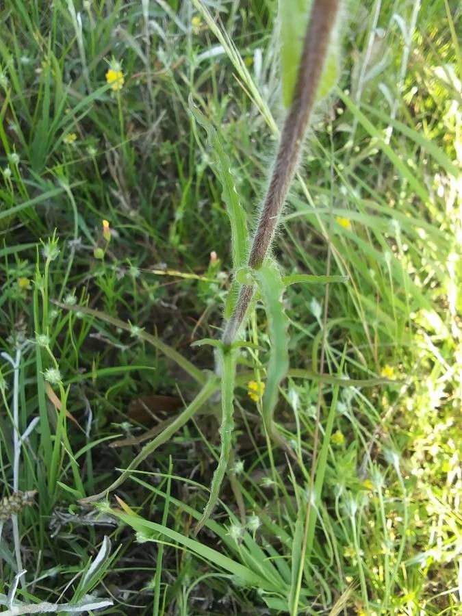 Castilleja indivisa — search result for 'Alabama'