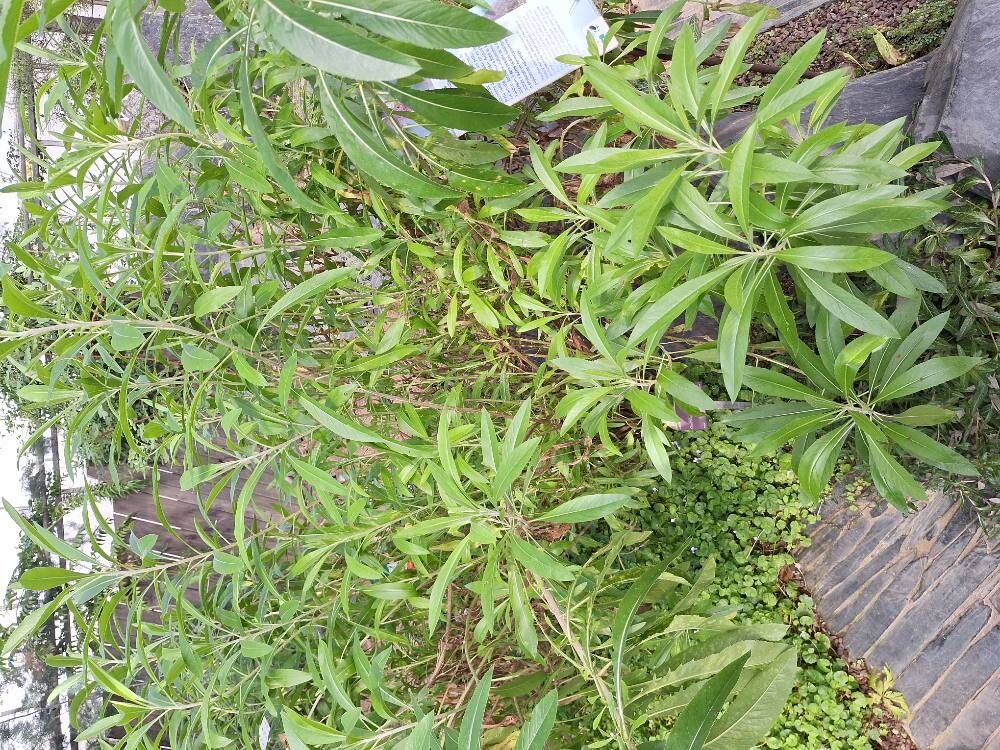 Cheirolophus massonianus habit