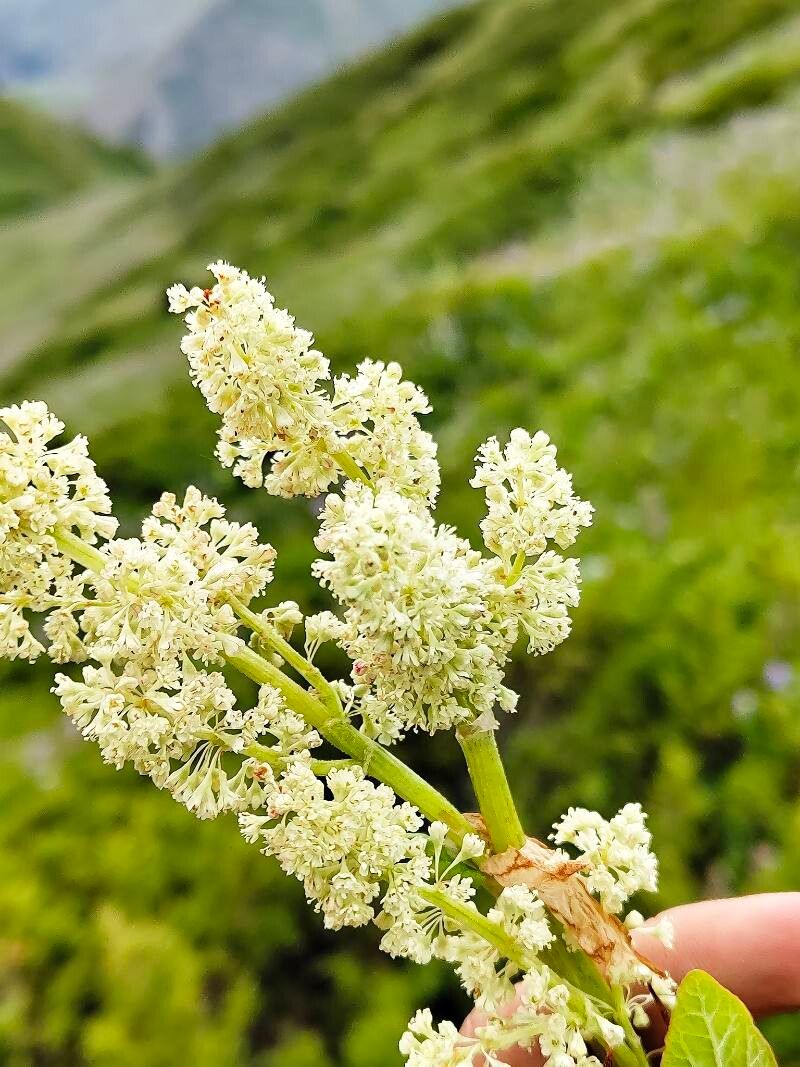 Rheum compactum flower