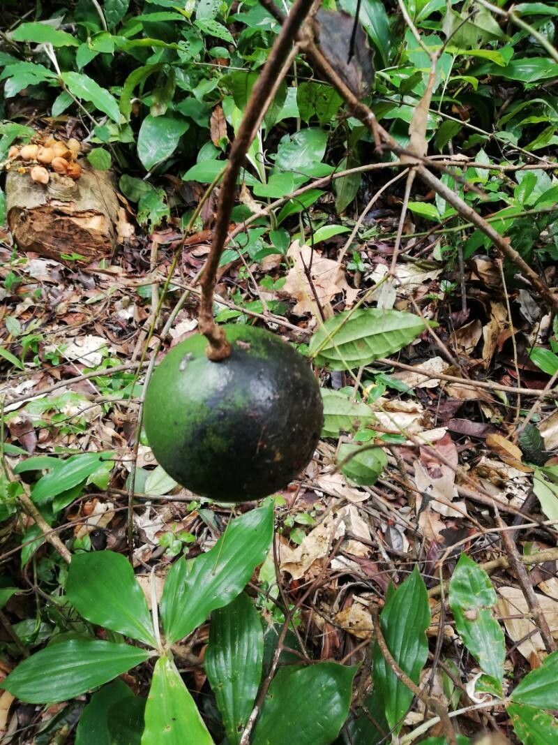 Strychnos aculeata fruit