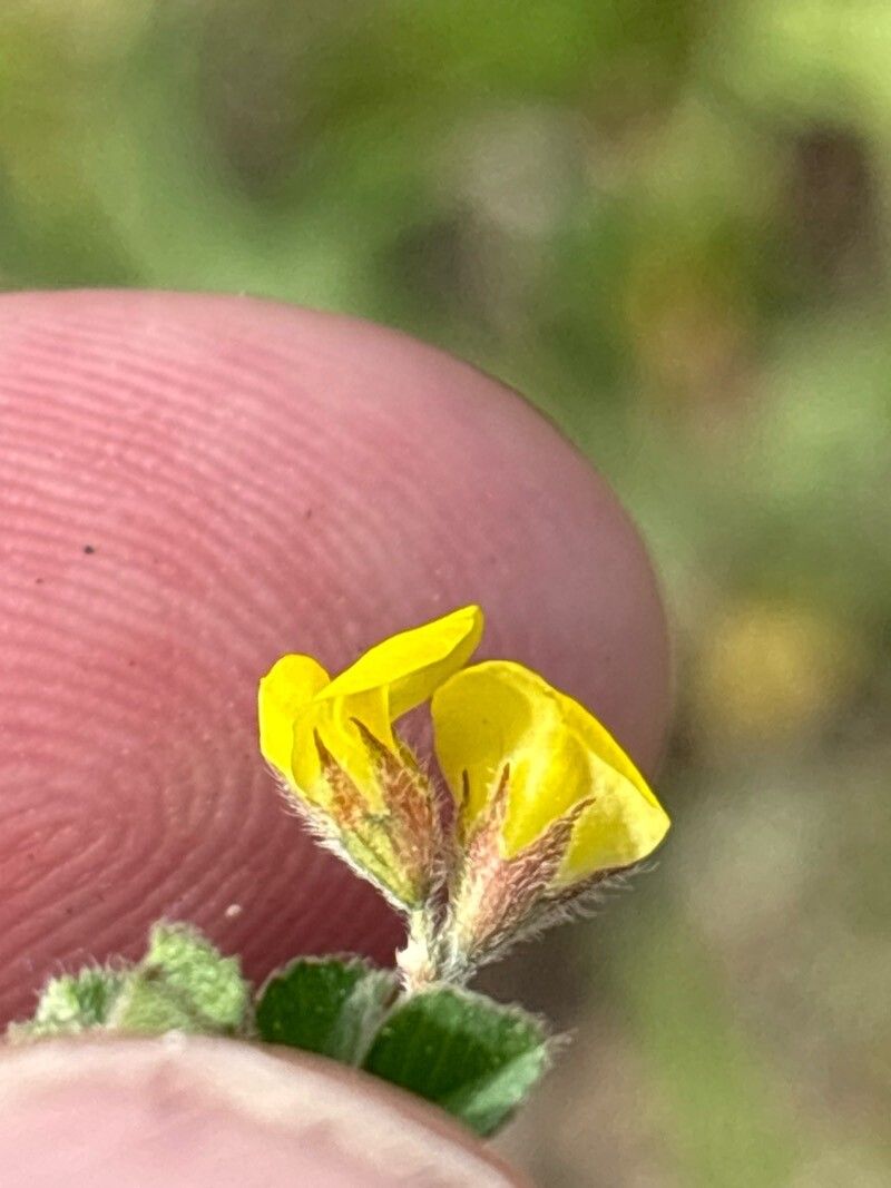 Lotus longisiliquosus flower