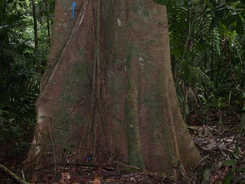 Xylopia sericophylla bark
