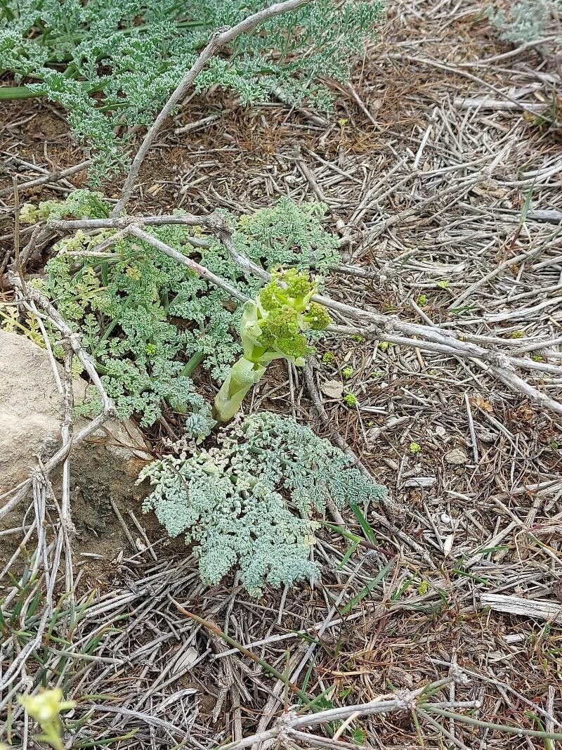Ferula assa-foetida flower