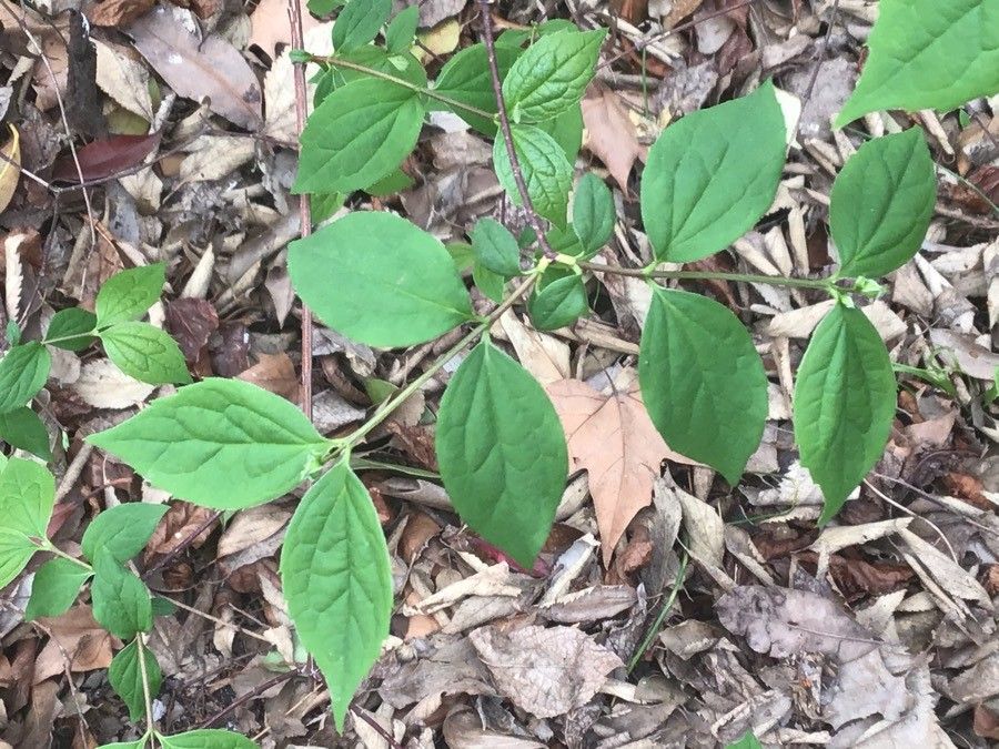 Rhamnus ussuriensis — search result for 'Rhamnus'