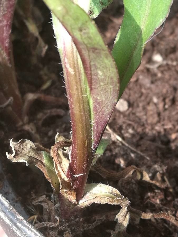 Bellidiastrum michelii bark