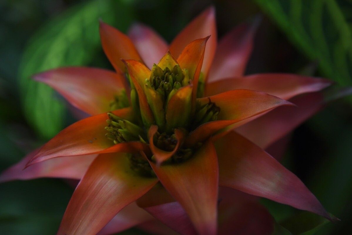 Aechmea mertensii leaf